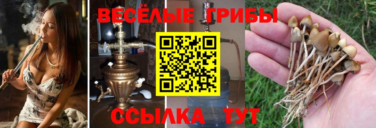 Псилоцибиновые грибы Psilocybine cubensis  наркошоп  Мичуринск  Вход с VPN 